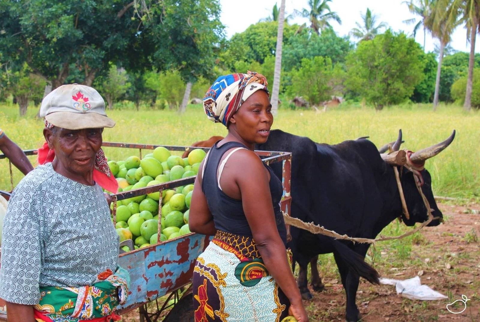 Femmes apportant des mangues fraîches à l’usine pour les faire sécher